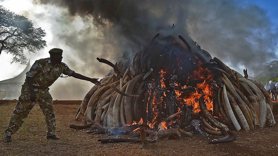 За треть века поголовье слонов в Африке сократилось почти на треть