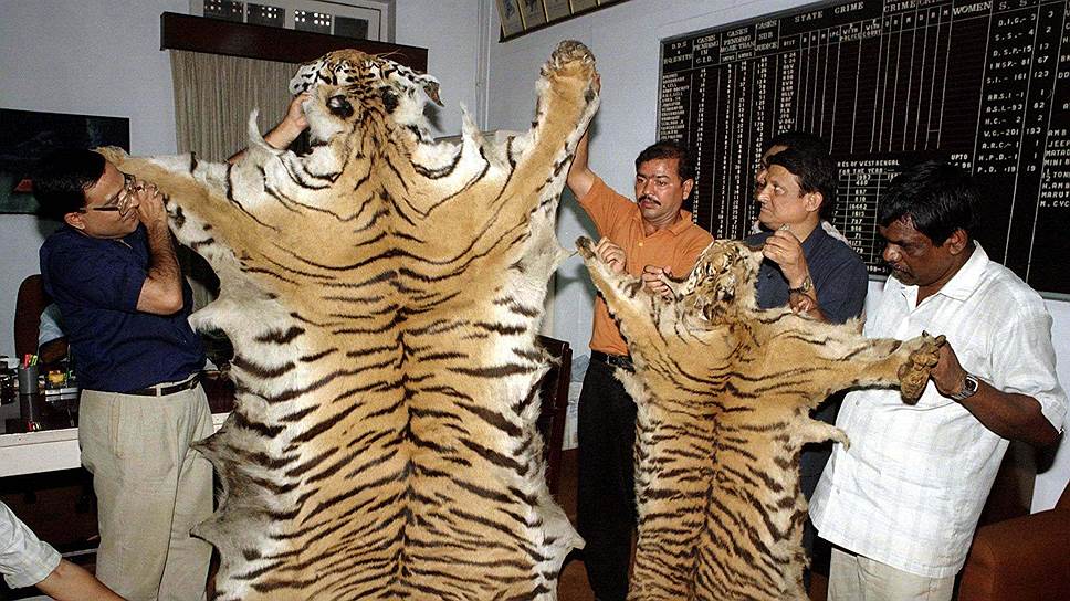 Человек истребляет тигров ради шкур